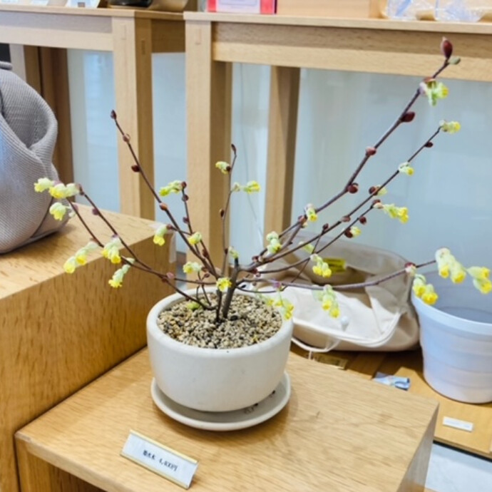 3月の季節鉢『姫水木』の花が咲きました！