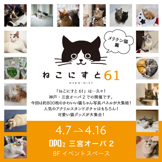 ねこにすと 61  メリケン猫篇