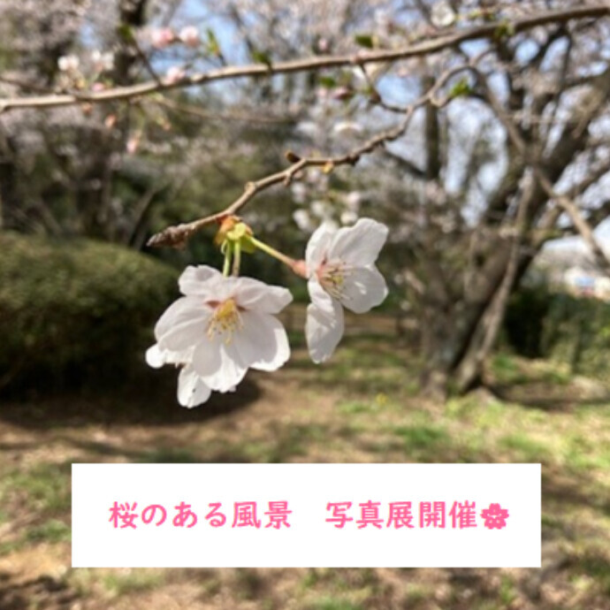 多摩のいいとこ写真展　桜のある風景　お知らせ第二弾！