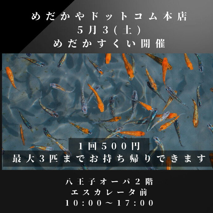 オーパ2階にてめだかすくいイベント開催