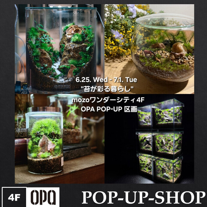 苔テラリウム　mossmile