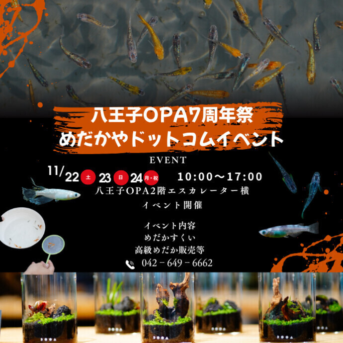 【八王子オーパ7周年祭】めだかすくい 11.22(土)～11.24(月・休)