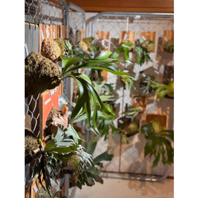 フレイバープランツファクトリー