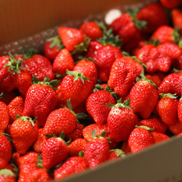 【1/10~】ブランドいちご食べ放題 開催決定！契約農家直送のいちごに加え「いちごタルト」「いちご大福」も食べ放題