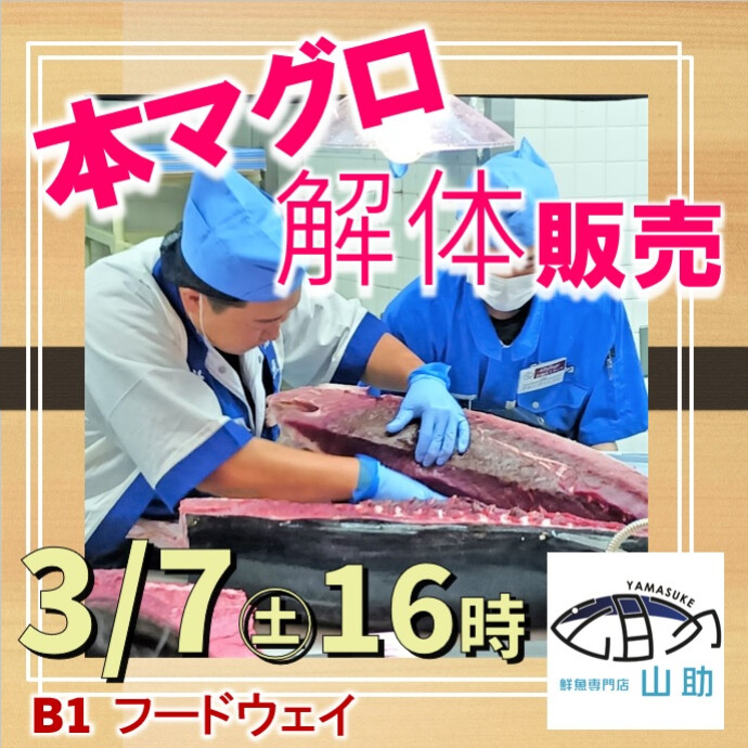 大人気！本マグロ解体販売ショー🌸3月7日(土)16時から