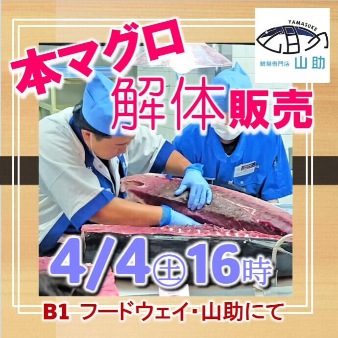 本マグロ解体販売ショー🐡4月4日(土)16時から開催