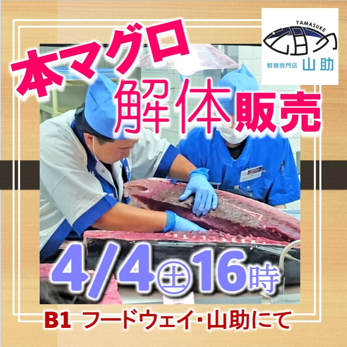 本マグロ解体販売ショー🐡4月4日(土)16時から開催
