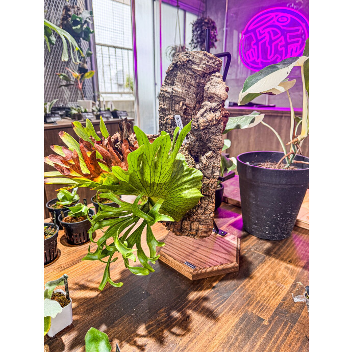 FLAVOR PLANTS FACTORY