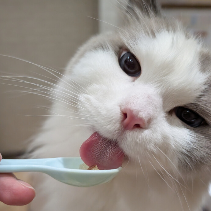 🐾ねこちゃんのおやつ販売中🐾