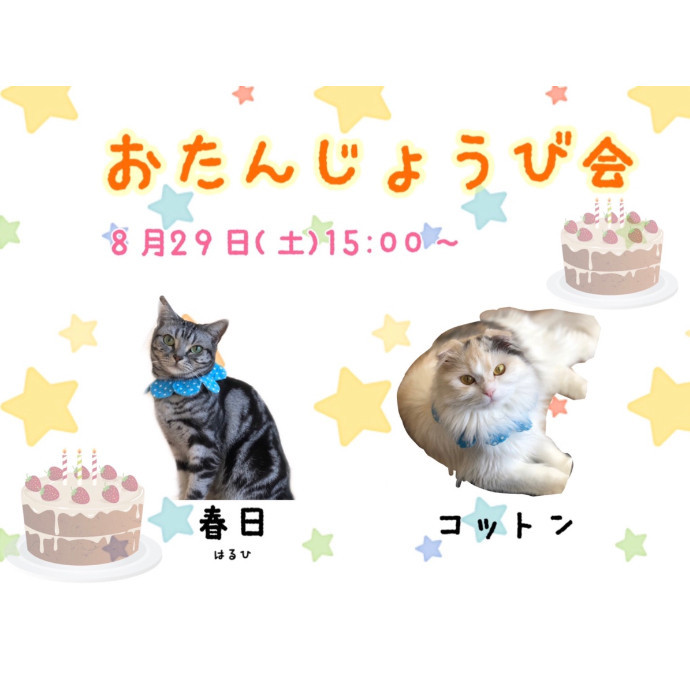 猫ちゃんのお誕生日会 ショップニュース 八王子オーパ
