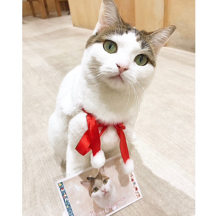 猫ちゃんクリスマスポストカードプレゼント ショップニュース 高崎オーパ