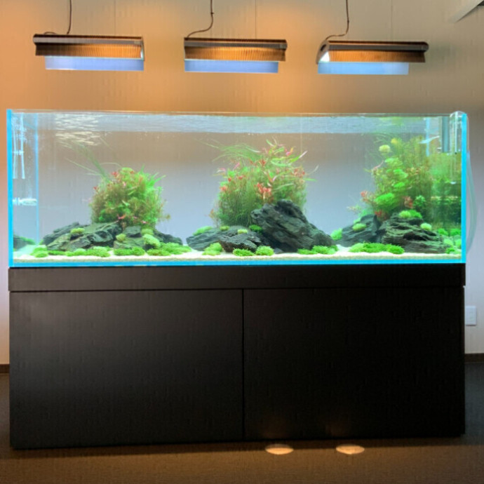 めだかやドットコム本店